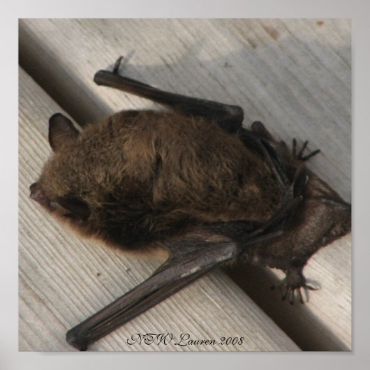 ザこうもりー来ファースト ポスター (正面)