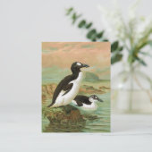 ザアウク素晴らしヴィンテージバードイラストレーション ポストカード (スタンド正面)