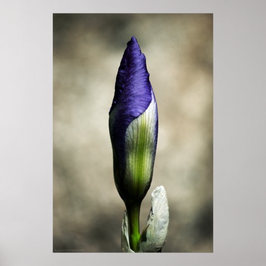 ザアターゲティング美しいプリント ポスター (正面)