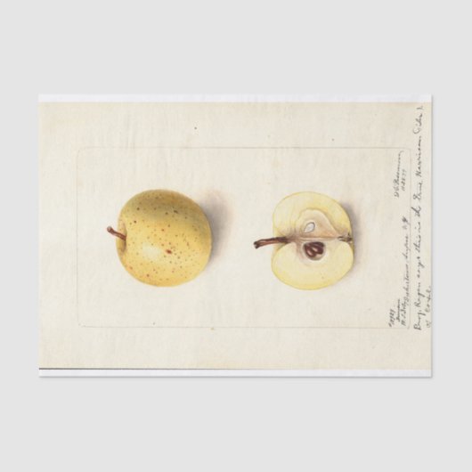 ザアップ失ったル  薄葉紙 (正面)