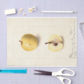 ザアップ失ったル  薄葉紙 (クラフト)