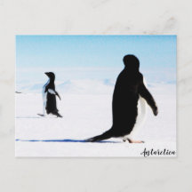 ザアデリーペンギンダンサーアンドフレンド