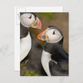 ザアトランティックパフィン ポストカード (正面/裏面)