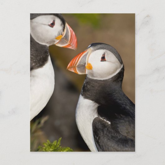 ザアトランティックパフィン ポストカード (正面)