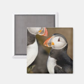ザアトランティックパフィン マグネット (正面/裏面)