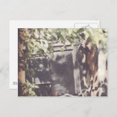 ザアミッシュの馬 ポストカード (正面/裏面)