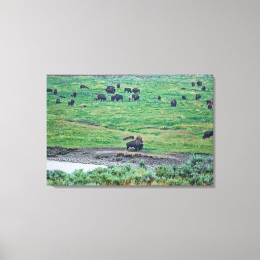 ザアメリカバイソン キャンバスプリント (正面)