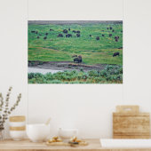 ザアメリカバイソン ポスター (キッチン)