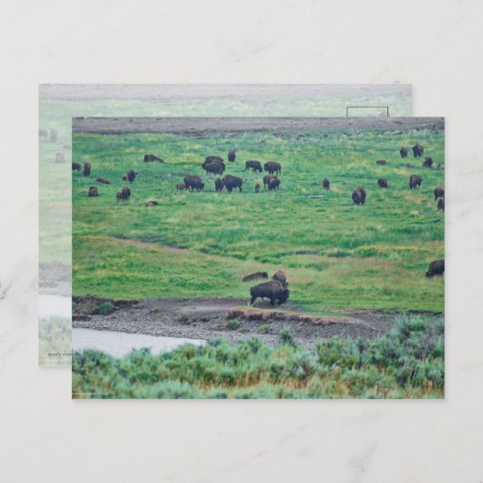 ザアメリカバイソン ポストカード (正面/裏面)