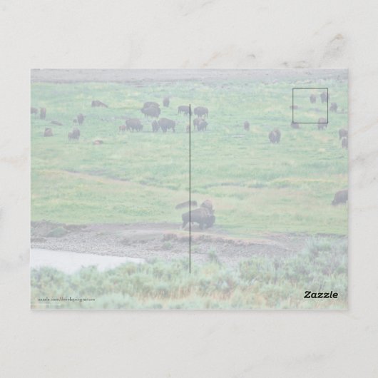 ザアメリカバイソン ポストカード (裏面)