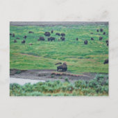 ザアメリカバイソン ポストカード (正面)