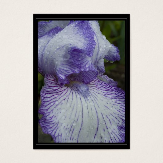 ザアールオブエセックスギフトラベル (正面)