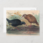 ザウェカレールバイジョセフウルフ ポストカード (正面/裏面)