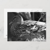 ザウォッチャー ポストカード (正面/裏面)