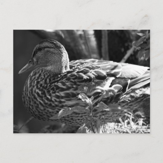 ザウォッチャー ポストカード (正面)