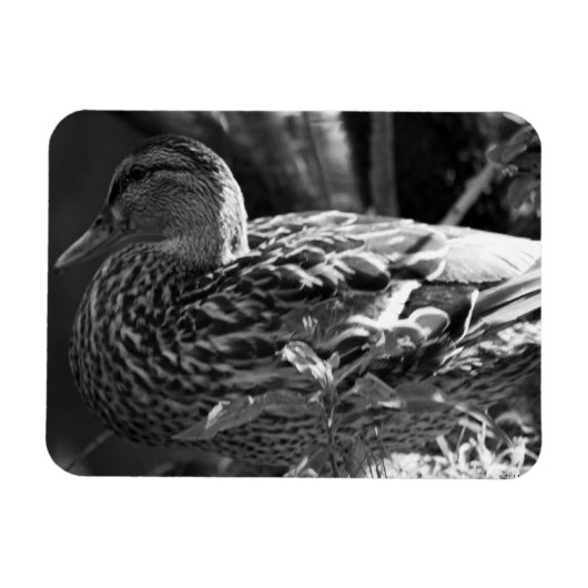 ザウォッチャー マグネット (横)