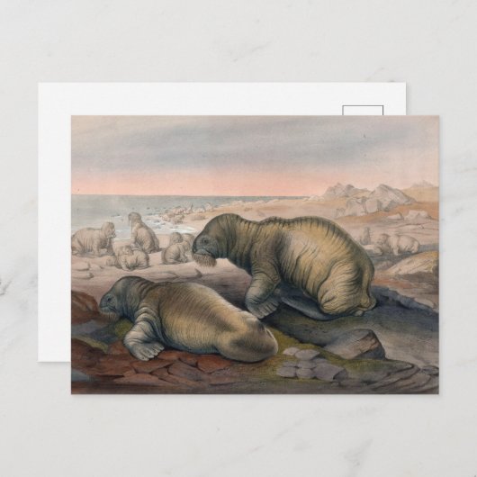 ザウォラスバイジョセフウルフ ポストカード (正面/裏面)