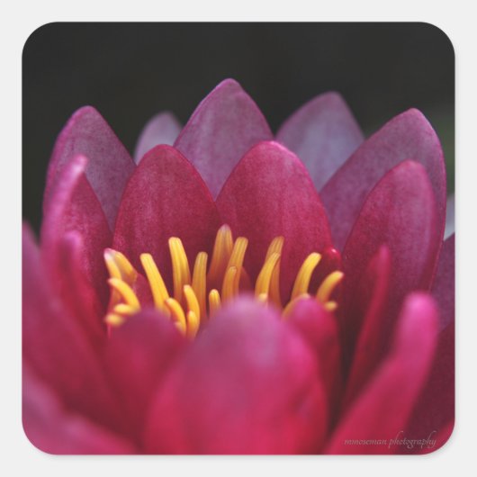 ザウォーターリリー スクエアシール (正面)