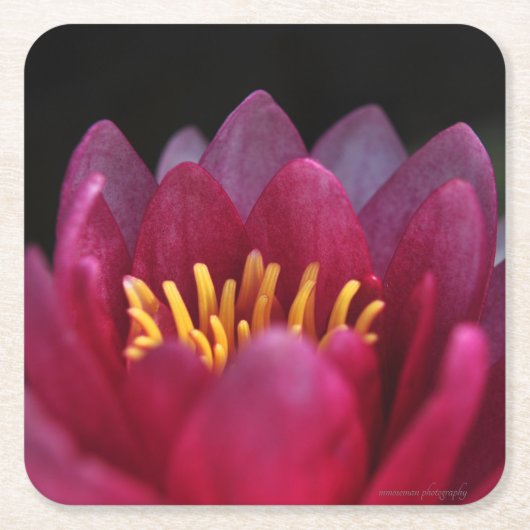 ザウォーターリリー スクエアペーパーコースター (正面)