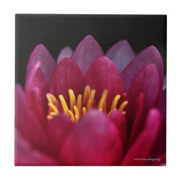 ザウォーターリリー タイル