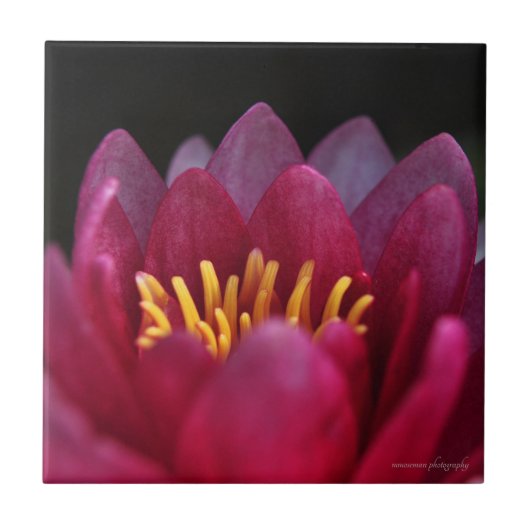 ザウォーターリリー タイル (正面)