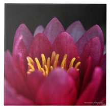 ザウォーターリリー