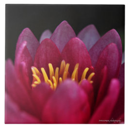 ザウォーターリリー タイル