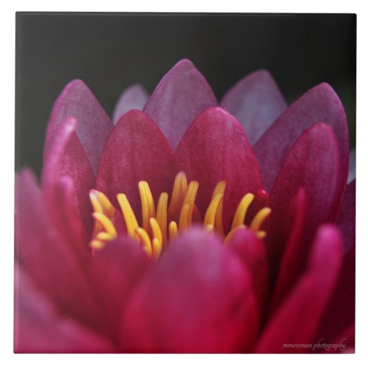 ザウォーターリリー タイル (正面)