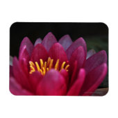 ザウォーターリリー マグネット (横)