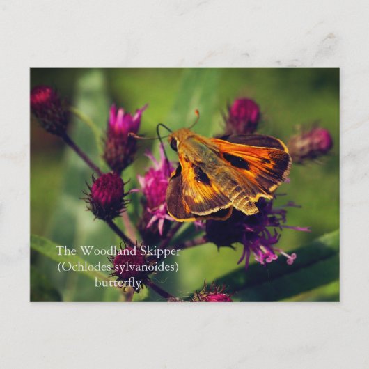 ザウッドランド・カツオ・バタフライ シーズンポストカード (正面)