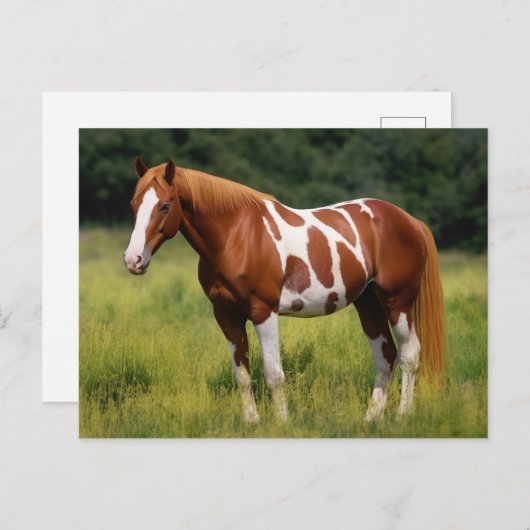 ザウマ絵を描ー ポストカード (正面/裏面)