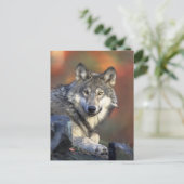 ザウルフ ポストカード (スタンド正面)