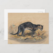 ザオセ絵を描ロットバイジョセフ・ウルフ ポストカード (正面/裏面)