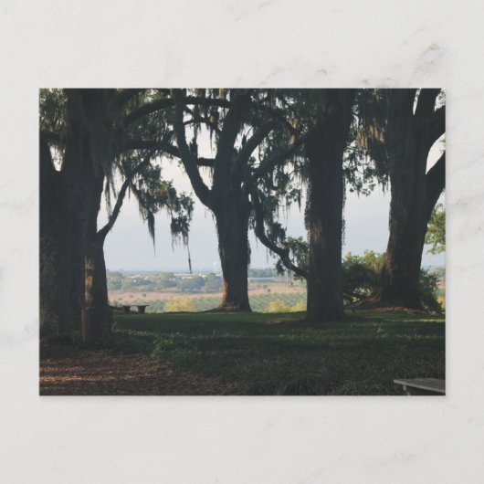 ザオレンジグローブ過去ザオークツリーズ ポストカード (正面)