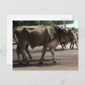 ザオーセン ポストカード (正面/裏面)