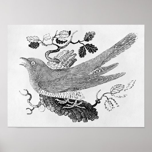 ザカッコウ ポスター (正面)