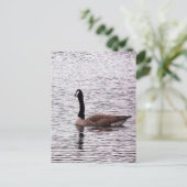 ザカナダガチョウ ポストカード (スタンド正面)