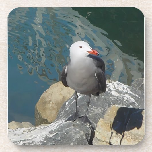 ザカモメのラリー・デイKenゲージの鳥の写真 コースター (正面)