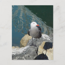 ザカモメのラリー・デイKenゲージの鳥の写真 ポストカード