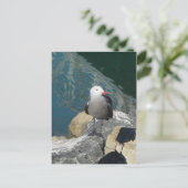 ザカモメのラリー・デイKenゲージの鳥の写真 ポストカード (スタンド正面)