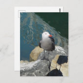 ザカモメのラリー・デイKenゲージの鳥の写真 ポストカード (正面/裏面)