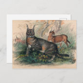 ザカラカルバイジョセフ・ウルフ ポストカード (正面/裏面)