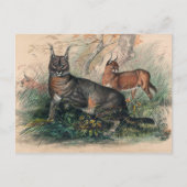 ザカラカルバイジョセフ・ウルフ ポストカード (正面)