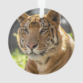 ザカリア –  オーナメント