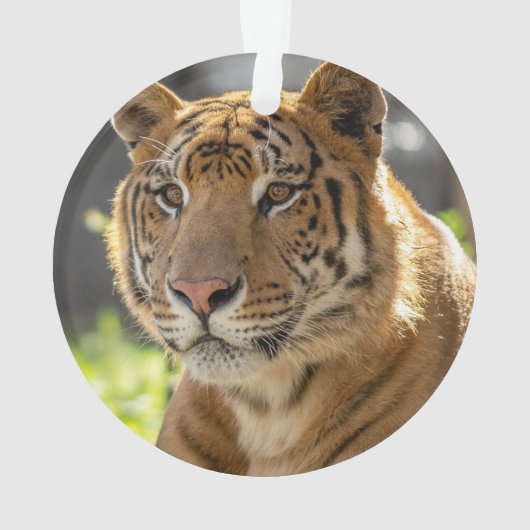 ザカリア –  オーナメント (裏面)