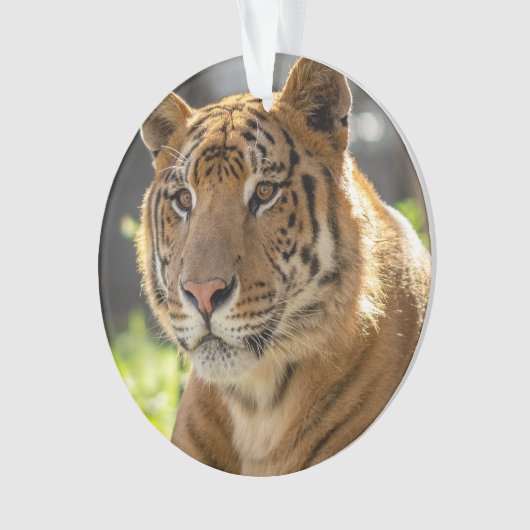 ザカリア –  オーナメント (正面)