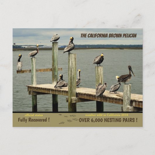 ザカリフォルニアブラウンペリカン – シーズンポストカード (正面)
