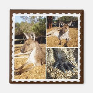 ザカンガルー写真コラージュ、マグネット マグネット