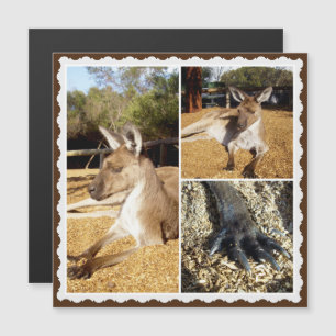 ザカンガルー写真コラージュ、磁気カード