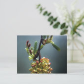 ザガゼル ポストカード (スタンド正面)